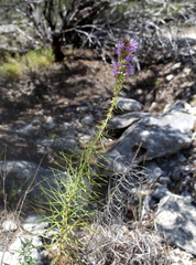 Liatris glandulosa
