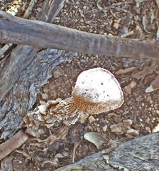 Battarrea phalloides