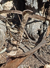 Battarrea phalloides