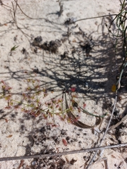 Drosera humilis