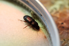 Harpalus