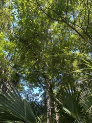 Quercus laurifolia