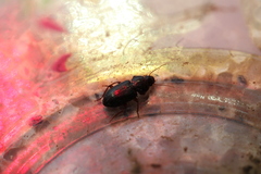 Harpalus