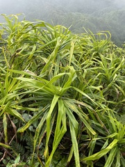Freycinetia arborea