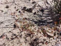 Drosera humilis