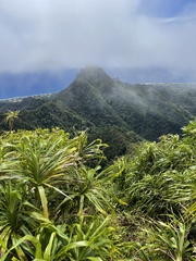 Freycinetia arborea