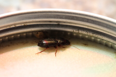 Harpalus