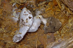 Amanita mutabilis