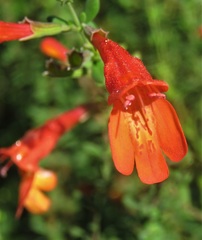 Clinopodium coccineum