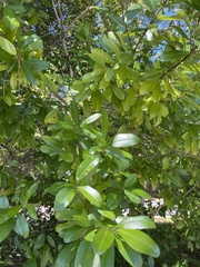 Prunus caroliniana