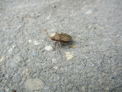 Picromerus bidens
