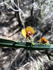 Bossiaea scolopendria