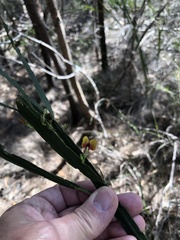 Bossiaea scolopendria