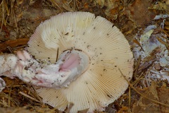 Amanita mutabilis
