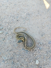 Thamnophis cyrtopsis