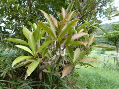 Ardisia sieboldii