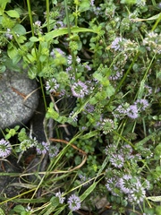 Mentha pulegium