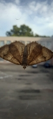Camptogramma bilineata