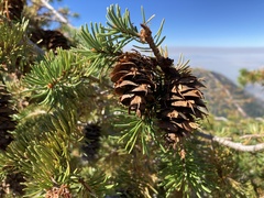Pseudotsuga menziesii glauca