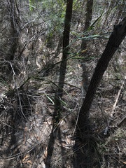 Bossiaea scolopendria