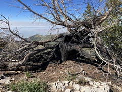 Pseudotsuga menziesii glauca