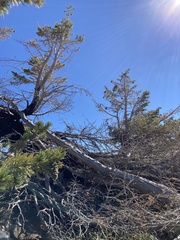 Pseudotsuga menziesii glauca