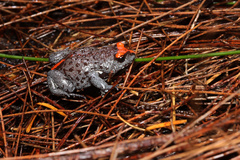 Pseudophryne australis