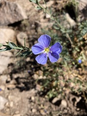 Linum lewisii