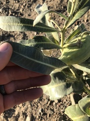 Asclepias eriocarpa