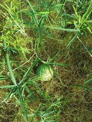 Cucurbita digitata