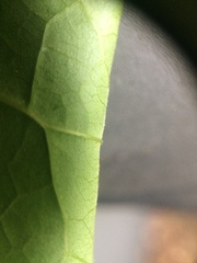 Reynoutria × bohemica