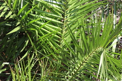 Arecaceae
