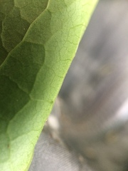 Reynoutria × bohemica