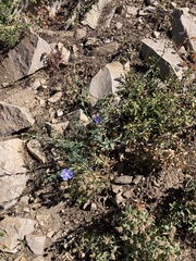 Linum lewisii