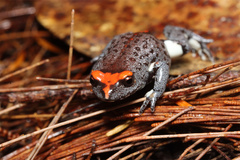 Pseudophryne australis