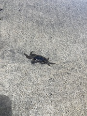 Metopograpsus thukuhar