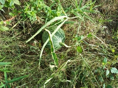 Cucurbita digitata