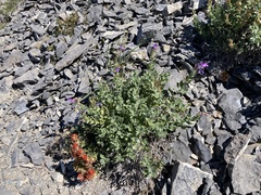 Penstemon montanus montanus