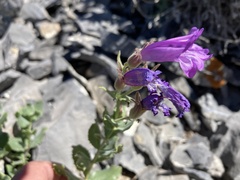 Penstemon montanus montanus