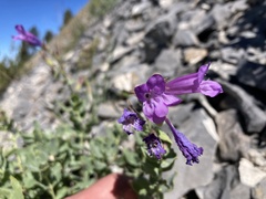 Penstemon montanus montanus