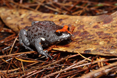 Pseudophryne australis