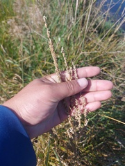 Beckmannia syzigachne