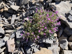 Collomia debilis debilis