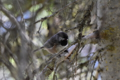 Poecile hudsonicus