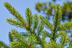 Picea mariana