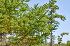 Picea mariana