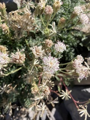 Chaenactis douglasii