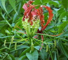 Gloriosa superba