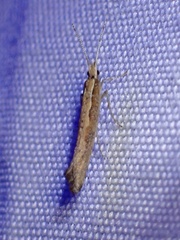Plutella xylostella