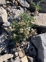 Chaenactis douglasii